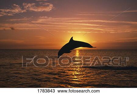 Stock Image - Silhouette of leaping bottlenose dolphin, sunset, Caribbean Sea.. Fotosearch