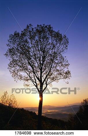 Stock Photo - Silhouette of tree at sunrise. Fotosearch
