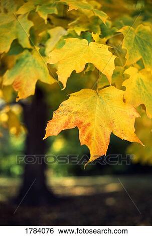 Stock Photograph - Silver maple leaves in autumn. Fotosearch