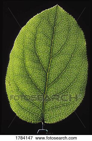 Single leaf View Large Photo Image Stock Photo - Single leaf. Fotosearch