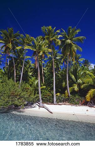 Small island beach, palm trees, Aitutaki Lagoon, South Pacific View Large Photo Image Stock Photography - Small island beach, palm trees, Aitutaki Lagoon, South Pacific. Fotosearch