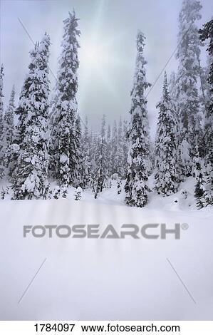Stock Photo - Snow covered forest. Fotosearch
