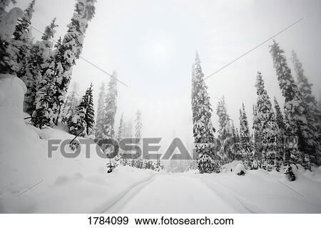 Snow covered forest View Large Photo Image Stock Photo - Snow covered forest. Fotosearch