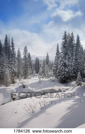 Stock Photograph - Snow covered forest. Fotosearch