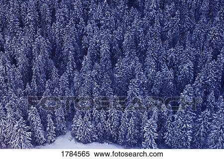 Snow covered forest View Large Photo Image Stock Photography - Snow covered forest. Fotosearch