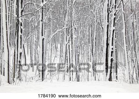 Snow Landscape View Large Photo Image Stock Image - Snow Landscape. Fotosearch
