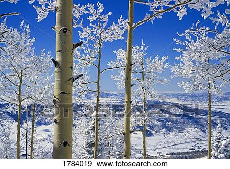 Stock Photo - Snow on Aspen trees. Fotosearch