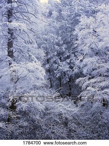 Stock Image - Snow on forest trees, black-colored trunks, Newfound Gap road, Great Smoky Mountains National Park. Fotosearch