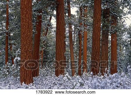 Stock Image - Snow on ponderosa pine trees.. Fotosearch