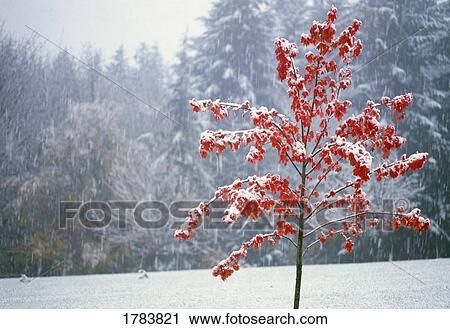 Snow on tree with red, autumn leaves View Large Photo Image Stock Image - Snow on tree with red, autumn leaves. Fotosearch
