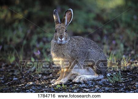 Stock Photograph - Snowshoe hare. Fotosearch