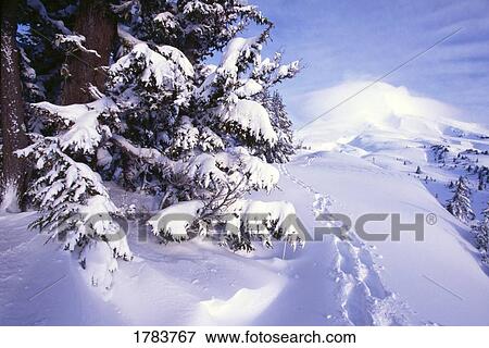 Stock Photo - Snowshoe tracks, snow-covered pine tree branches. Fotosearch