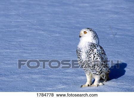 Stock Photo - Snowy owl on ground. Fotosearch