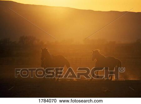 Soft-focus horses in sunset View Large Photo Image Stock Image - Soft-focus horses in sunset. Fotosearch