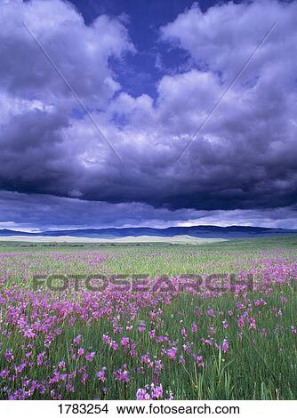 Picture - Stormy clouds approaching field of shooting star wildflowers. Fotosearch