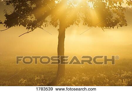 Sun shining through trees View Large Photo Image Stock Photo - Sun shining through trees. Fotosearch