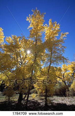 Stock Photo - Sunburst through cottonwood trees. Fotosearch