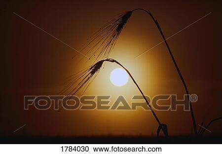 Stock Image - Sunrise behind silhouetted wheat stalks.. Fotosearch