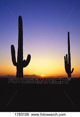 Stock Photograph - Sunset and cacti silhouettes, Saguaro National Park. Fotosearch