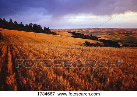 Stock Photo - Sunset over wheat field on Steptoe Butte. Fotosearch
