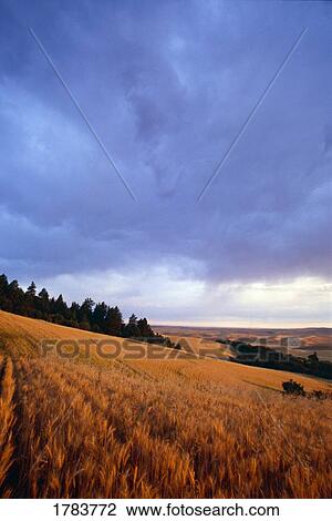 Stock Image - Sunset over wheat field, Steptoe Butte. Fotosearch
