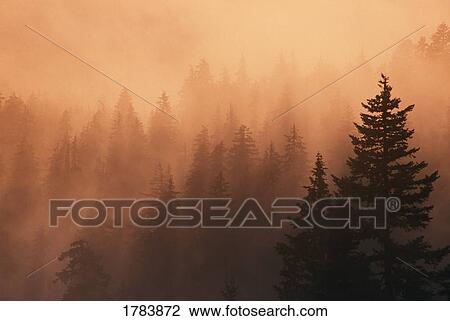 Stock Image - Sunset through dense fog, pine tree silhouettes, Mount Hood National Forest.. Fotosearch