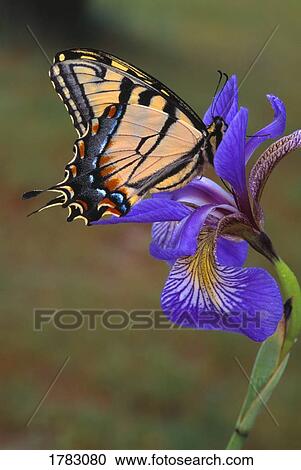 Tiger swallowtail butterfly on iris View Large Photo Image Stock Image - Tiger swallowtail butterfly on iris. Fotosearch