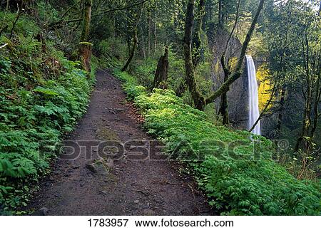 Trail and Latourell Falls, Columbia River Gorge View Large Photo Image Stock Photo - Trail and Latourell Falls, Columbia River Gorge. Fotosearch