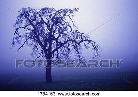Tree silhouette in blue fog View Large Photo Image Stock Image - Tree silhouette in blue fog. Fotosearch