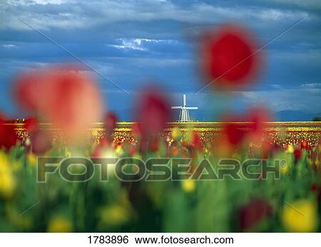 Tulip field in soft focus, distant windmill. View Large Photo Image Stock Photograph - Tulip field in soft focus, distant windmill.. Fotosearch