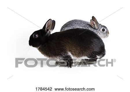 Stock Image - Two Bunny Rabbits. Fotosearch