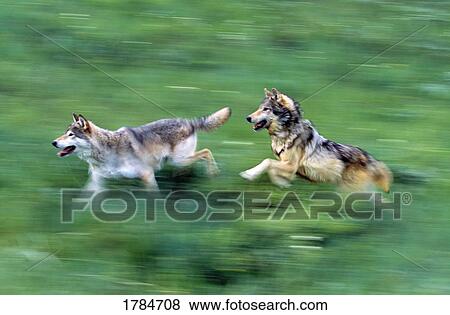 Stock Photo - Two wolves running through meadow. Fotosearch