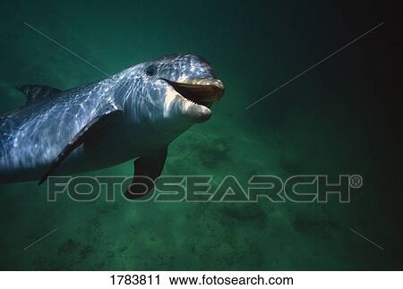 Stock Image - Underwater close-up of smiling bottlenose dolphin. Fotosearch
