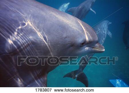 Stock Photo - Underwater view of bottlenose dolphins swimming, Caribbean Sea. Fotosearch
