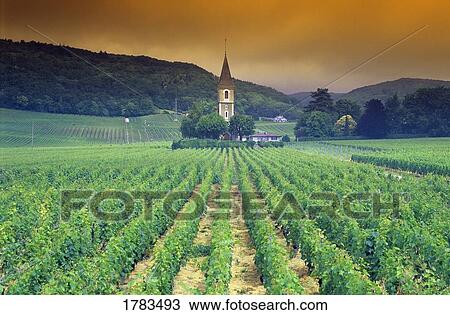 Stock Image - Vineyard near Geneva, Switzerland. Fotosearch