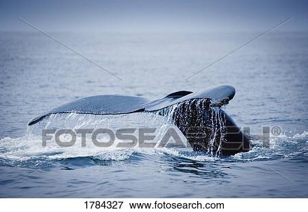 Stock Photo - Whale's fluke. Fotosearch
