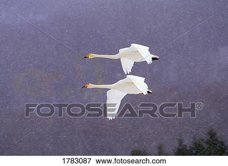 Whooper swans flying in falling snow View Large Photo Image Stock Photo - Whooper swans flying in falling snow. Fotosearch