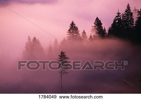Willamette National Forest in fog at sunrise View Large Photo Image Stock Photo - Willamette National Forest in fog at sunrise. Fotosearch