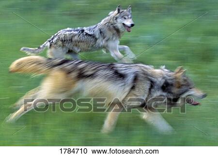 Stock Image - Wolves running in mountain meadow, blurred focus. Fotosearch