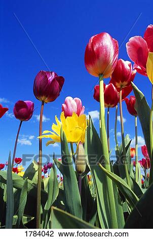 Worms-eye view of tulips blooming View Large Photo Image Stock Image - Worms-eye view of tulips blooming. Fotosearch