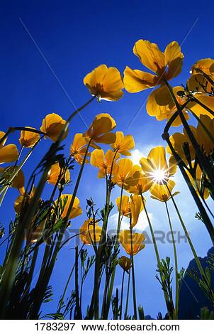 Stock Photo - Worm's eye view of yellow poppies. Fotosearch
