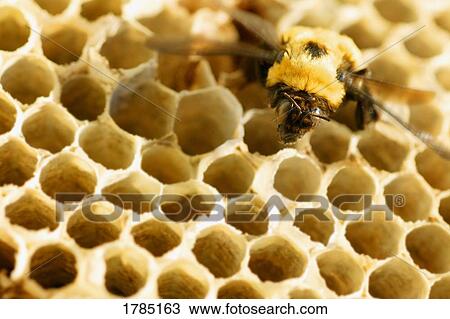 Stock Image - A bee on a honeycomb. Fotosearch