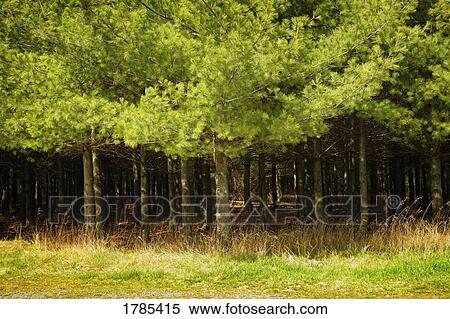 Stock Photography - A group of trees. Fotosearch