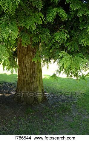 A tree View Large Photo Image Picture - A tree. Fotosearch