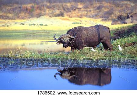 Stock Image - African cape buffalo, photographed at Lake Kariba Zimbabwe . Fotosearch