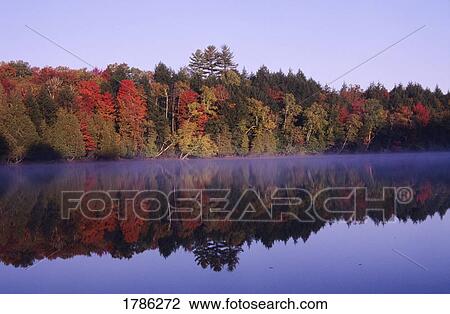 Stock Image - Autumn trees. Fotosearch