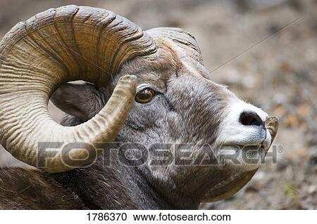 Stock Image - Big horn sheep. Fotosearch