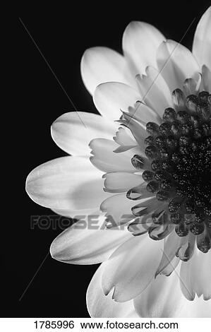 Black and white flower View Large Photo Image Stock Photograph - Black and white flower. Fotosearch