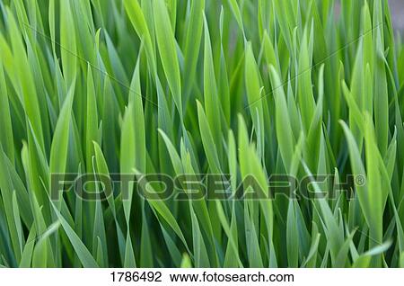 Stock Image - Blades of grass. Fotosearch