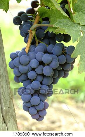 Stock Image - Blue Grapes. Fotosearch